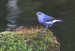 Plumbeous Redstart